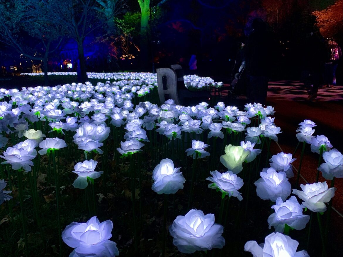 A rose garden made of light. Photo: Mary Frost, Brooklyn Eagle