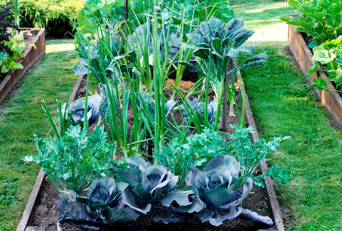 When to Start Planning Your Vegetable Garden for a Better Harvest When to Start Planning Your Vegetable Garden for a Better Harvest