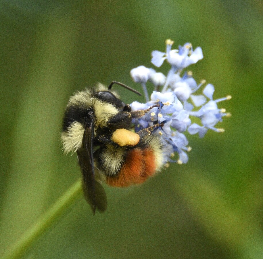 Saturday Morning Garden Blogging
Vol. 21.50 Gardening for Bees Saturday Morning Garden Blogging
Vol. 21.50 Gardening for Bees