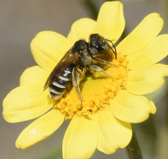 BeeOS45-31-232.jpg BeeOS45-31-232.jpg