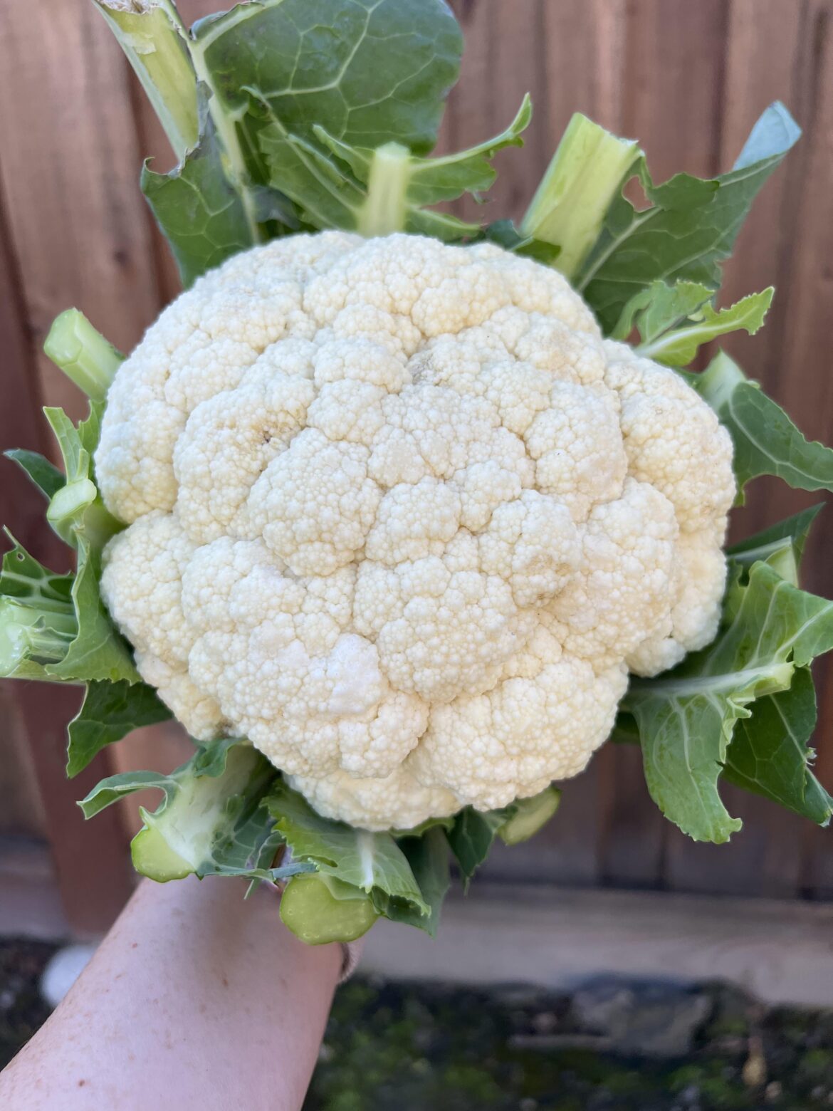 Behold - my first cauliflower!!