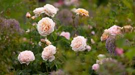 David Austin helps revamp historic rose garden David Austin helps revamp historic rose garden