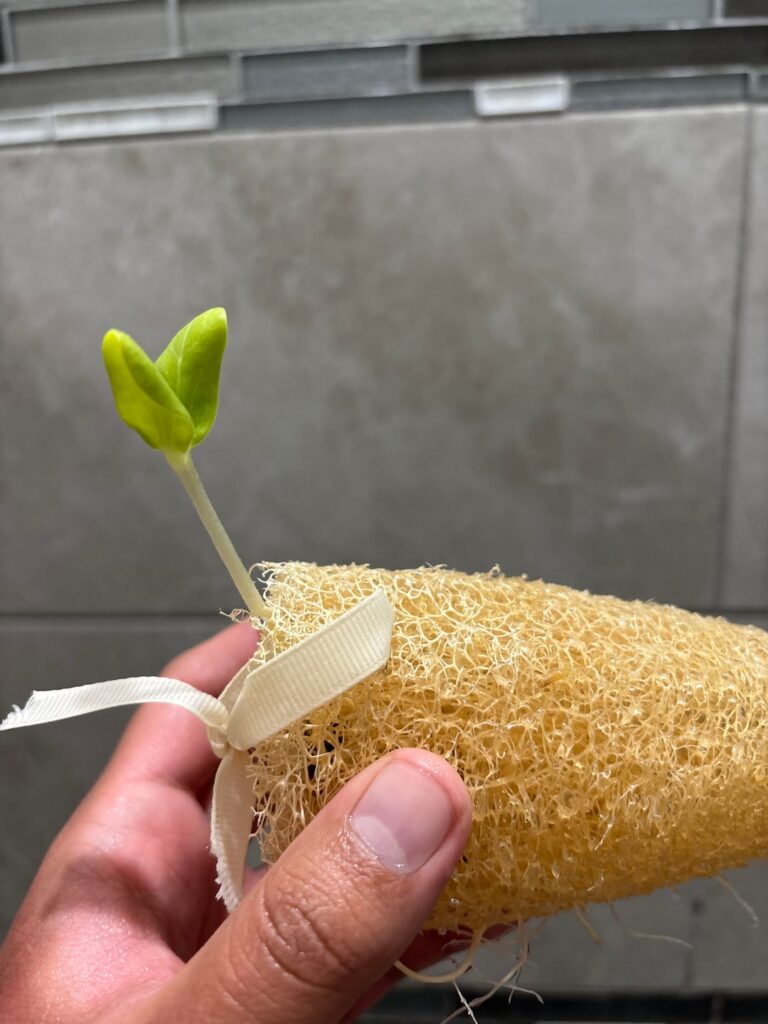 Best way to grow loofa plant