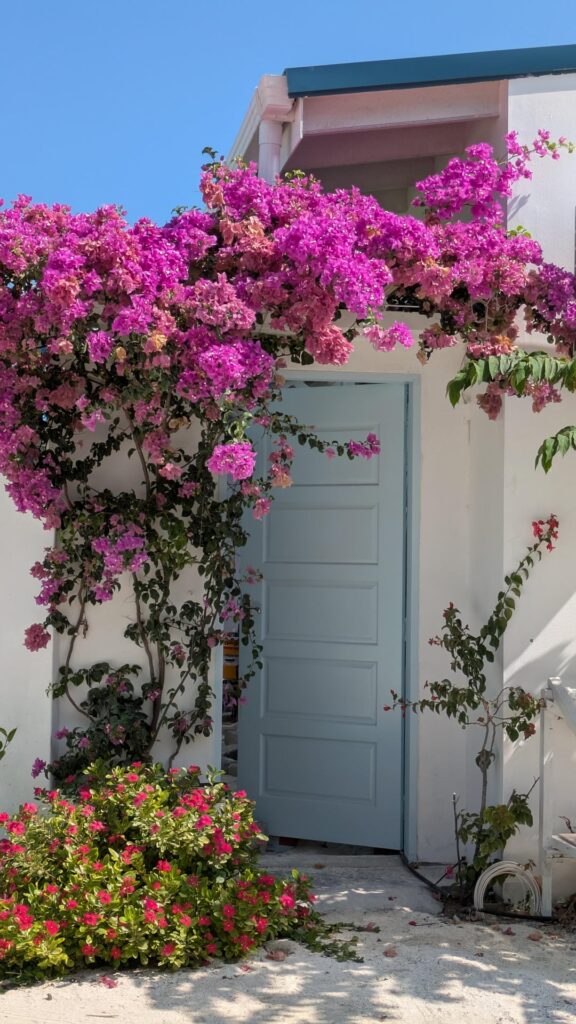 Bouganvillea after 1 year before and after