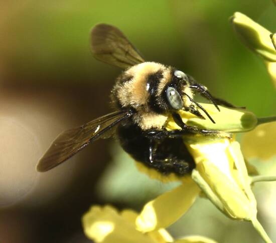 Bumblebee24-18-243.jpg Bumblebee24-18-243.jpg