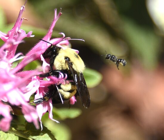 Bumblebee7-9-234.jpg Bumblebee7-9-234.jpg