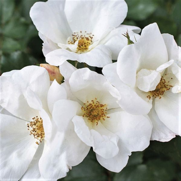White Knock Out&reg; Shrub Rose - #3 Container