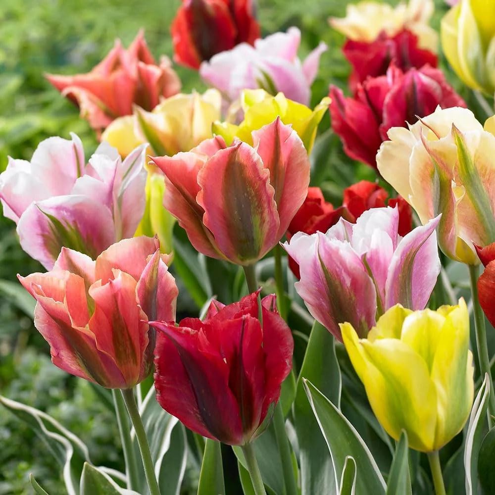 20 X Tulipa Viridiflora Mixed &ndash; Stunning Mix of Flame Like Blooms &ndash; Spring Flowering Bulbs &ndash; Early Blooming Tulips &ndash; Perennials &ndash; for Your Beautiful Garden