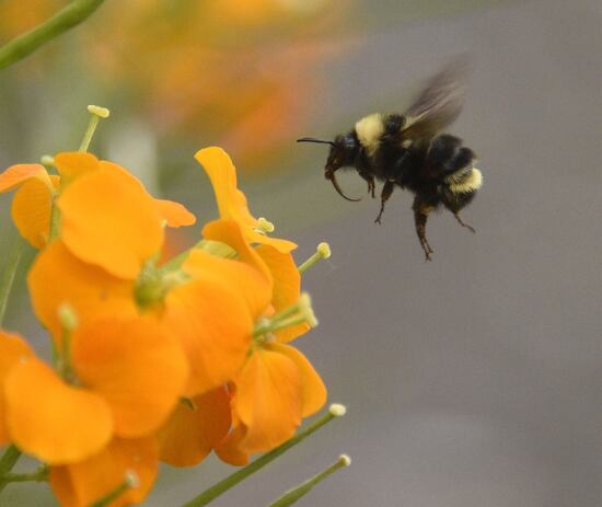 CBBWF55-29-251.jpg CBBWF55-29-251.jpg