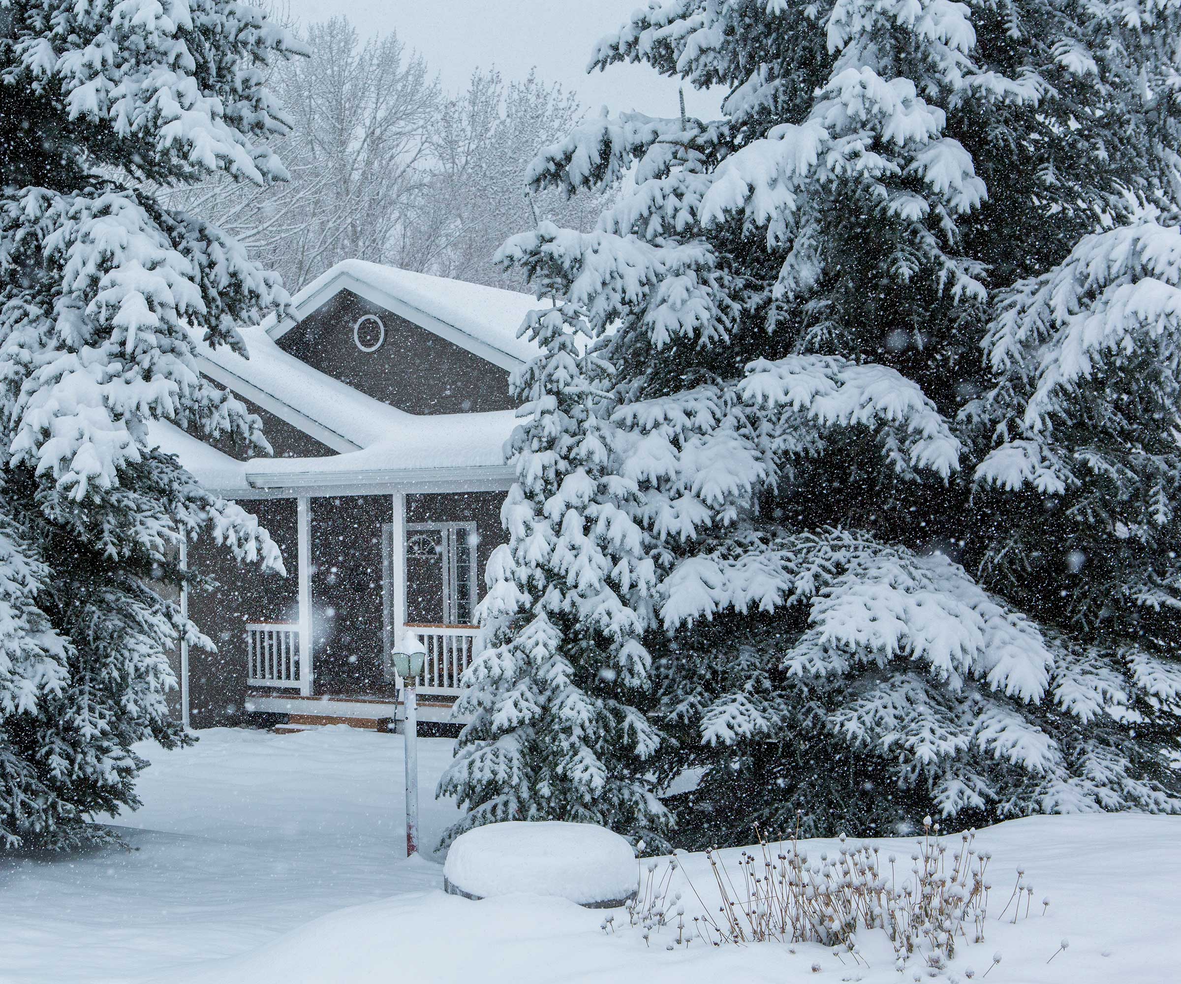 snowy front garden with two large conifers covered in snow