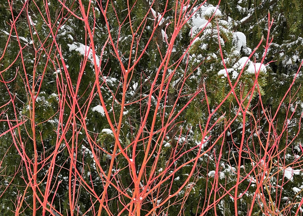 Regular pruning keeps color coming in dogwoods Regular pruning keeps color coming in dogwoods
