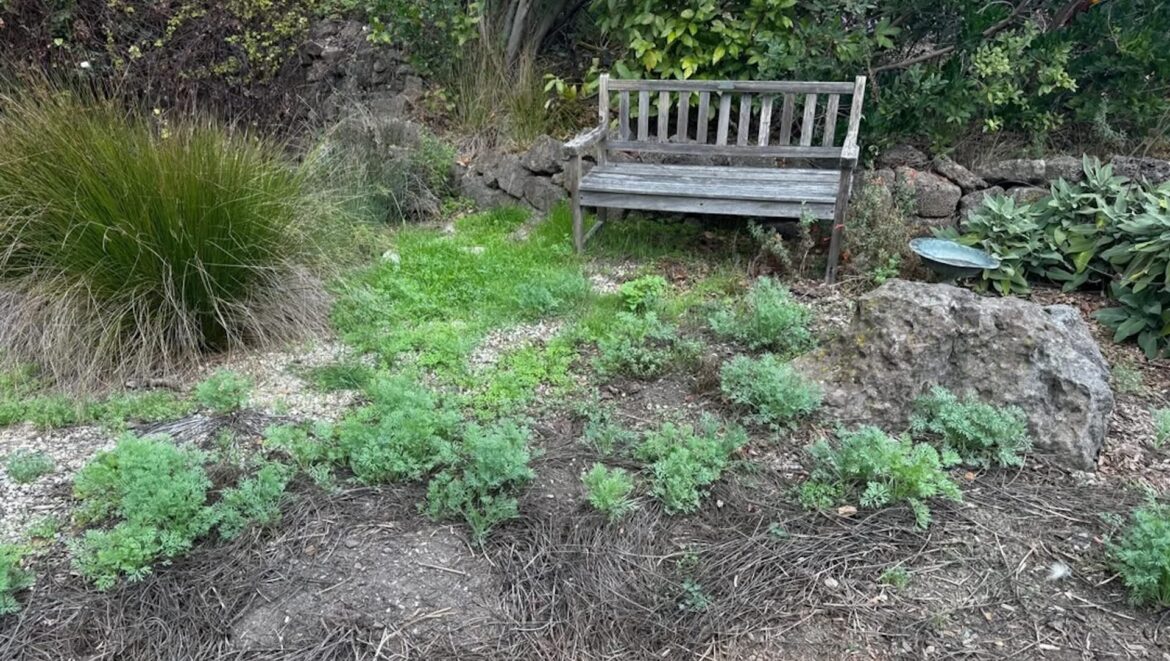 Gardener shares stunning before-and-after photos of yard transformation after rainstorm: ‘Never died’ One gardener's experience shows how resilient California poppies can be, saving gardening time and adding vibrant color to outdoor spaces.