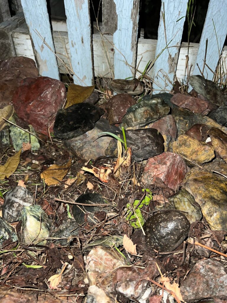 Came home tonight to see our geranium/Pelargonium had been cut down to the ground