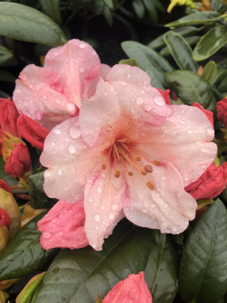 Caught these right after the rain this morning