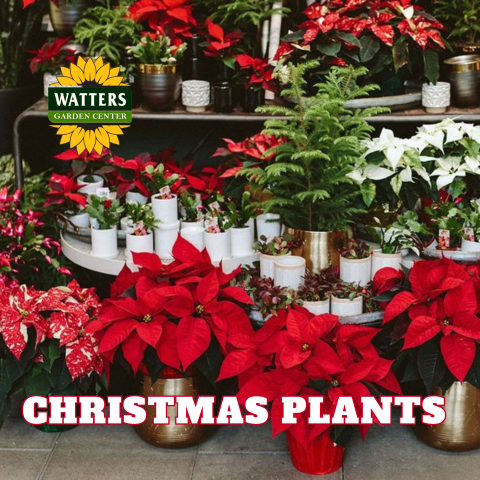"Christmas Plants" written below, with poinsettias and a small christmas tree