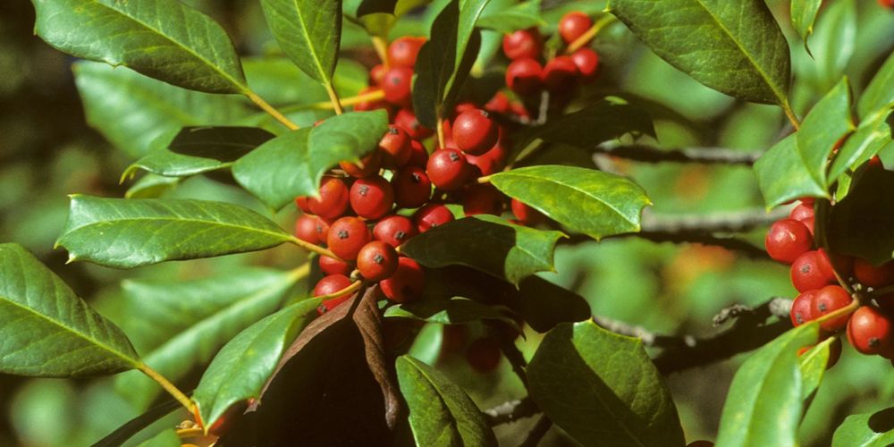 Deck your garden with boughs of holly, a plant rich in symbolism and evergreen beauty Deck your garden with boughs of holly, a plant rich in symbolism and evergreen beauty