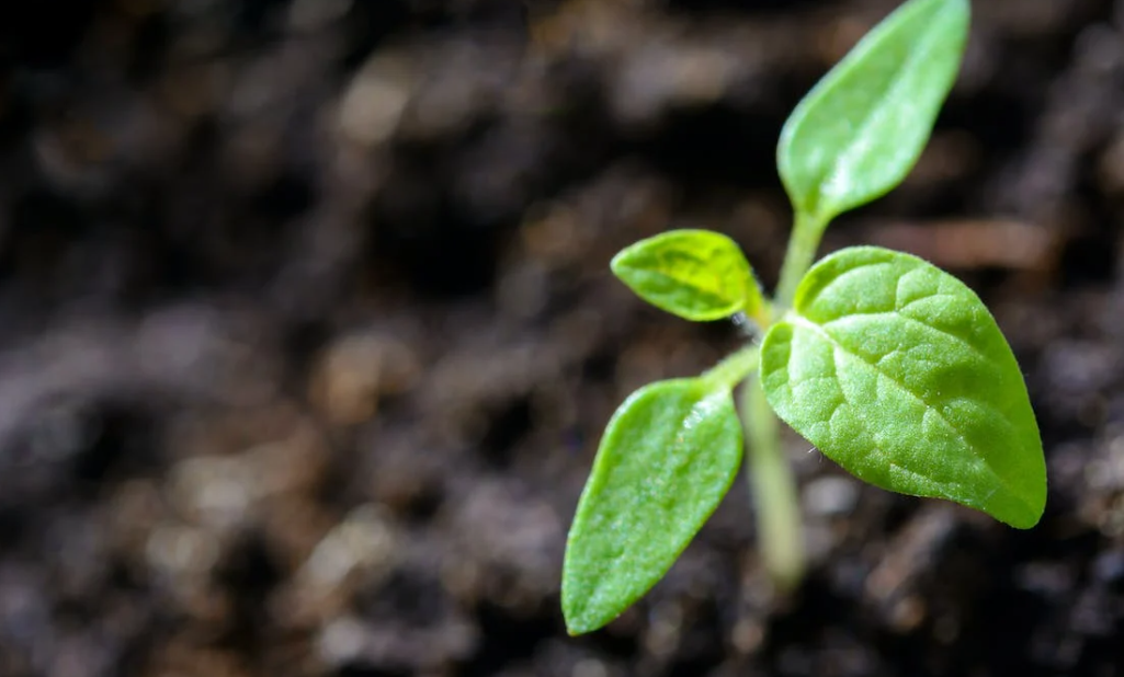 Origin Enterprises acquires UK online gardening supplier Agriland logo