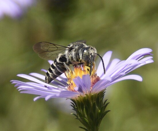 Cuckoobee8-16-241.jpg Cuckoobee8-16-241.jpg