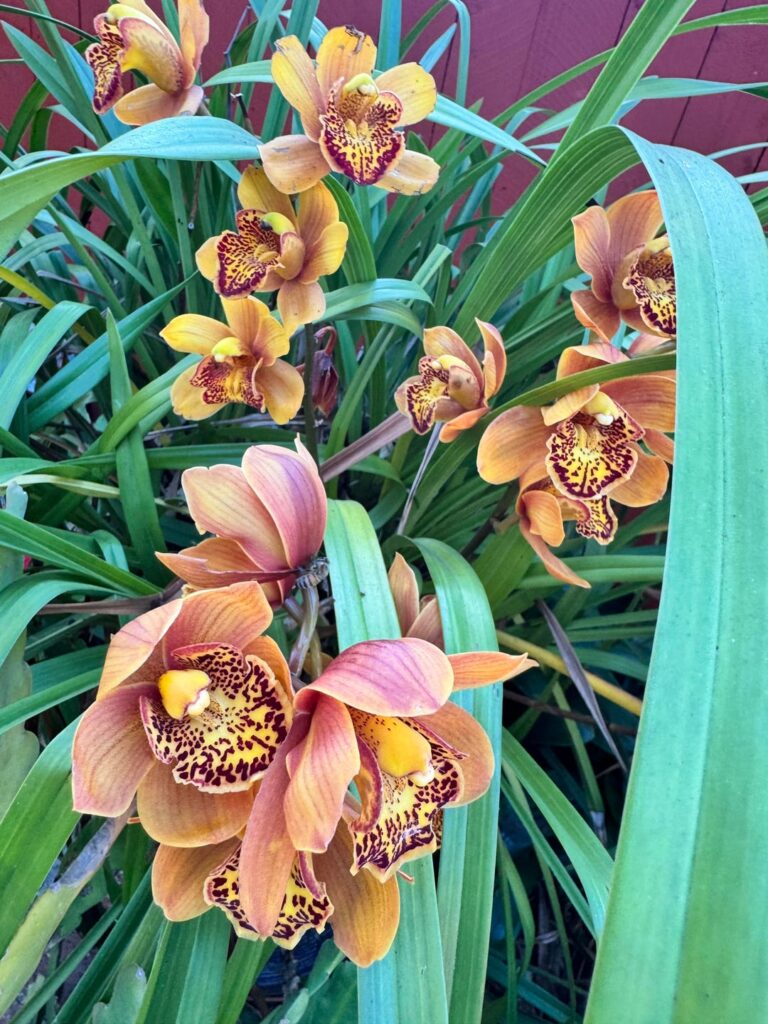 Cymbidium Season Has Begun
