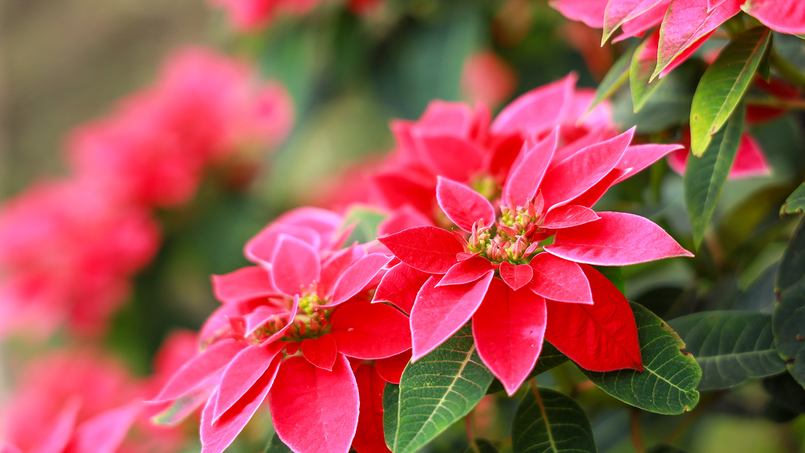 Poinsettia in a garden