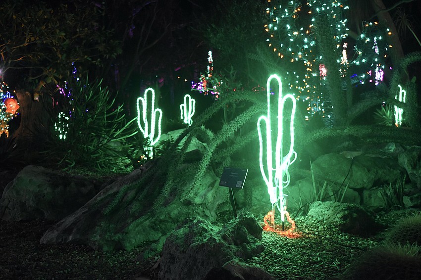 The Succulent Garden is illuminated with lights.