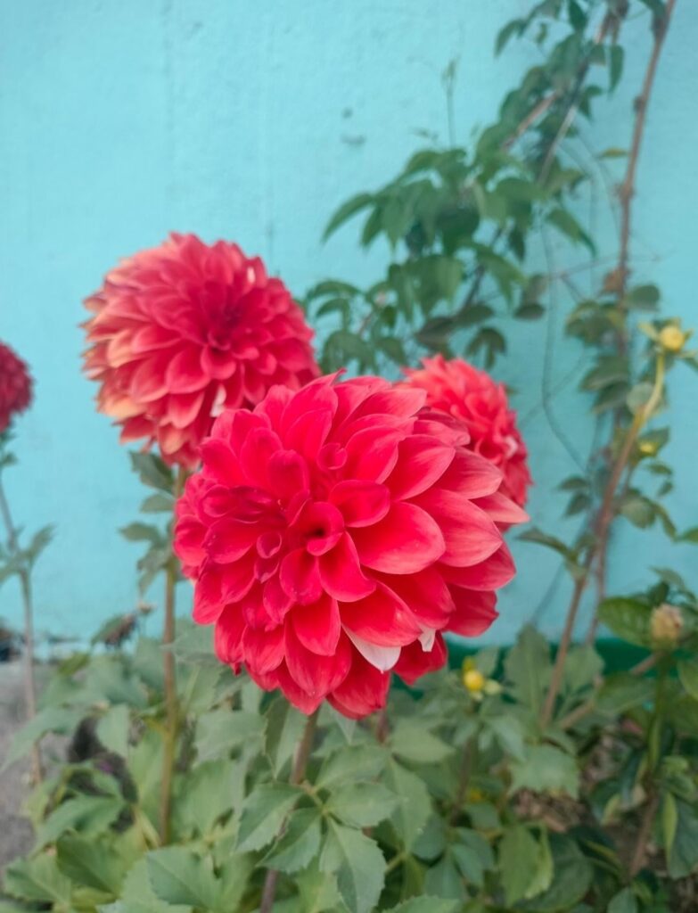 Dahlia finally bloomed