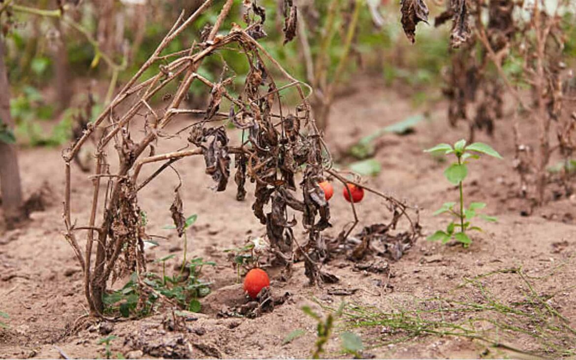 Gardening – Surviving the summer heat Gardening – Surviving the summer heat