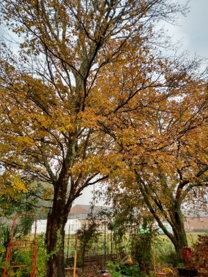 December Winter Garden Chor