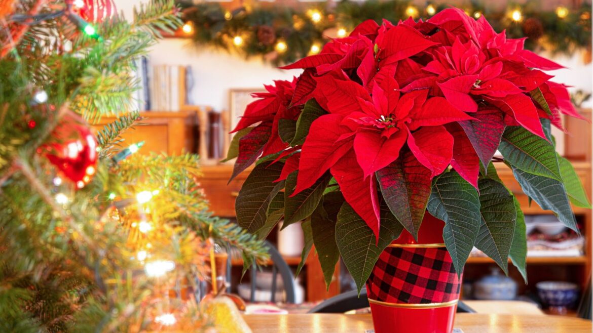 Poinsettia in red pot on table next to Christmas tree