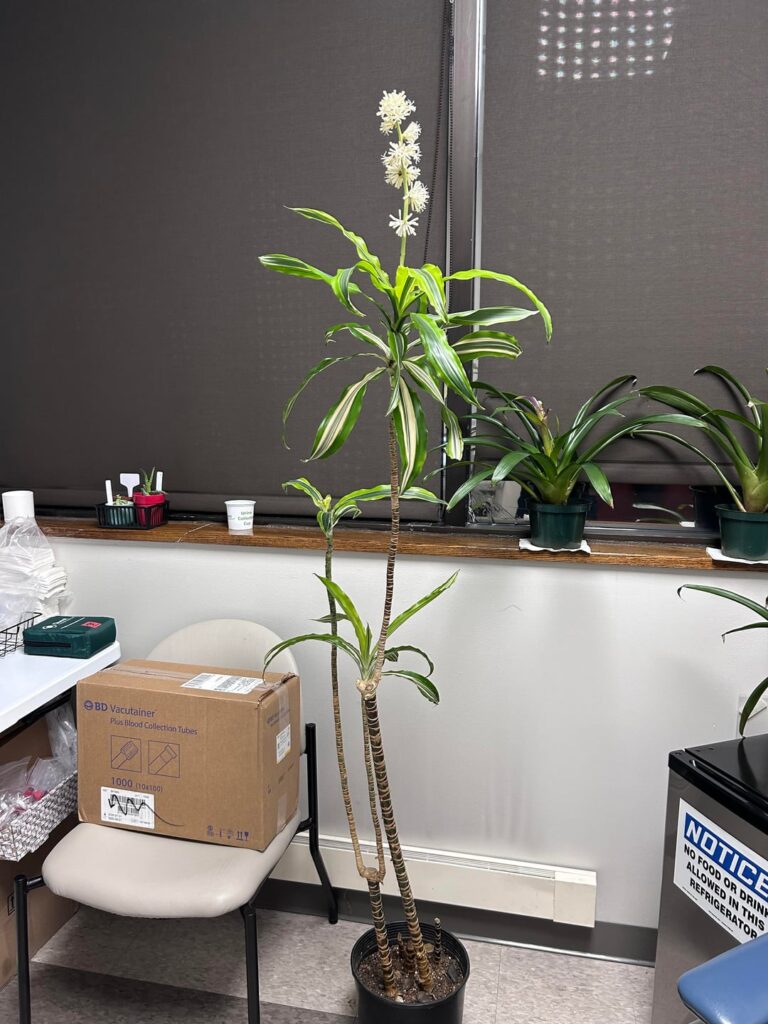 Dracaena Bloomed