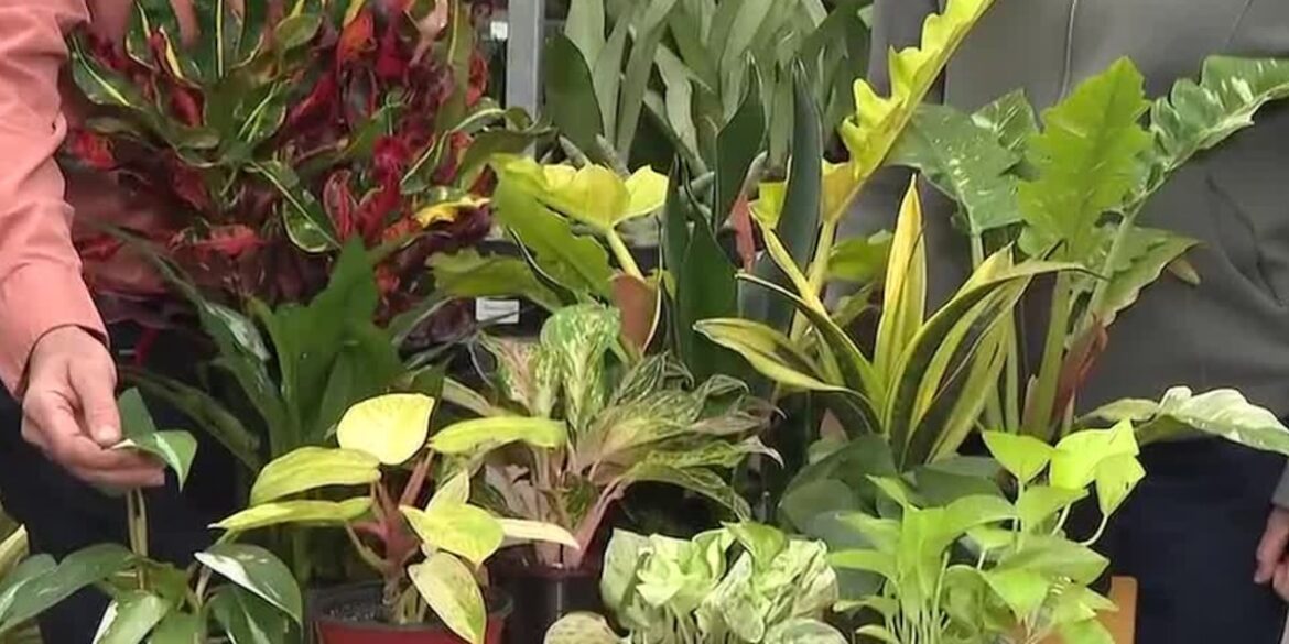 Low light house plants for the winter months