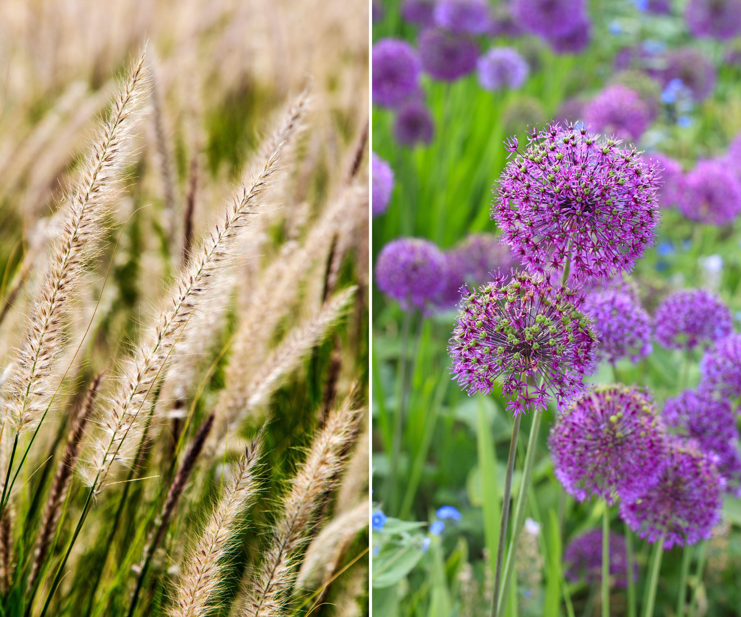 Fountain grass alongside purple sensation allium