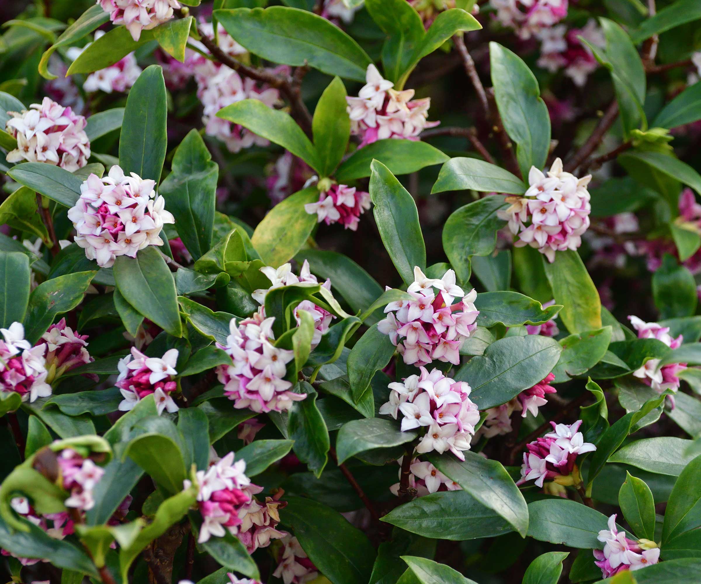 daphne in flower