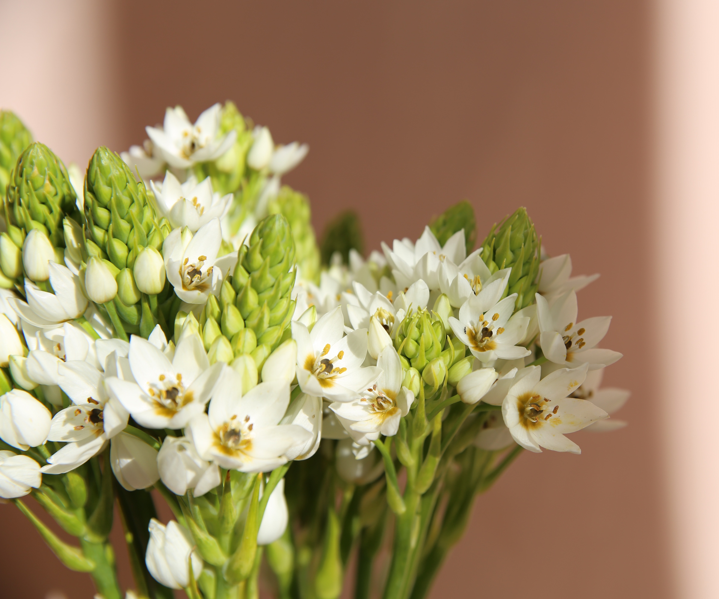 Star of Bethlehem flowers in bloom