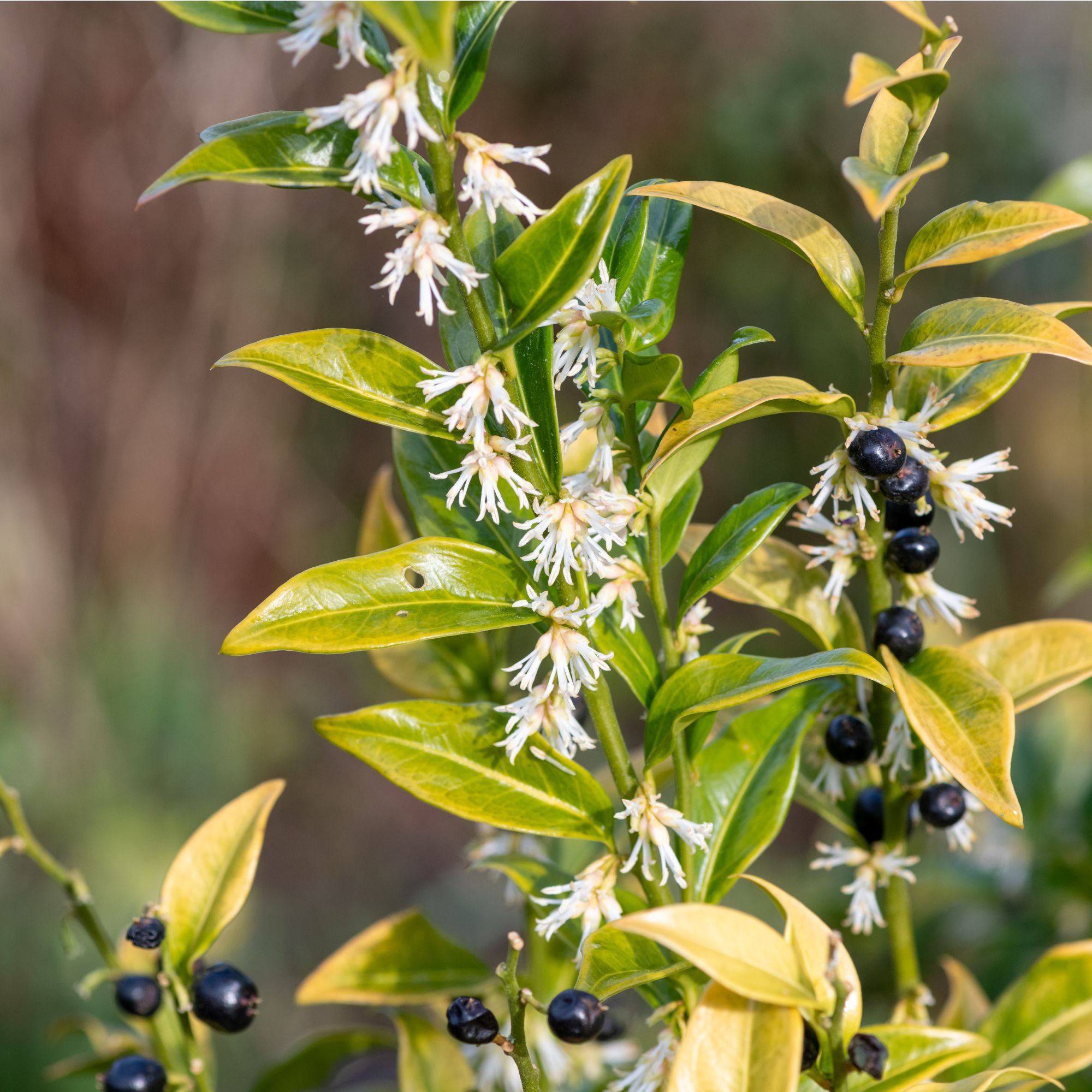 Sarcococca confusa (sweet box or Christmas box) growing in garden