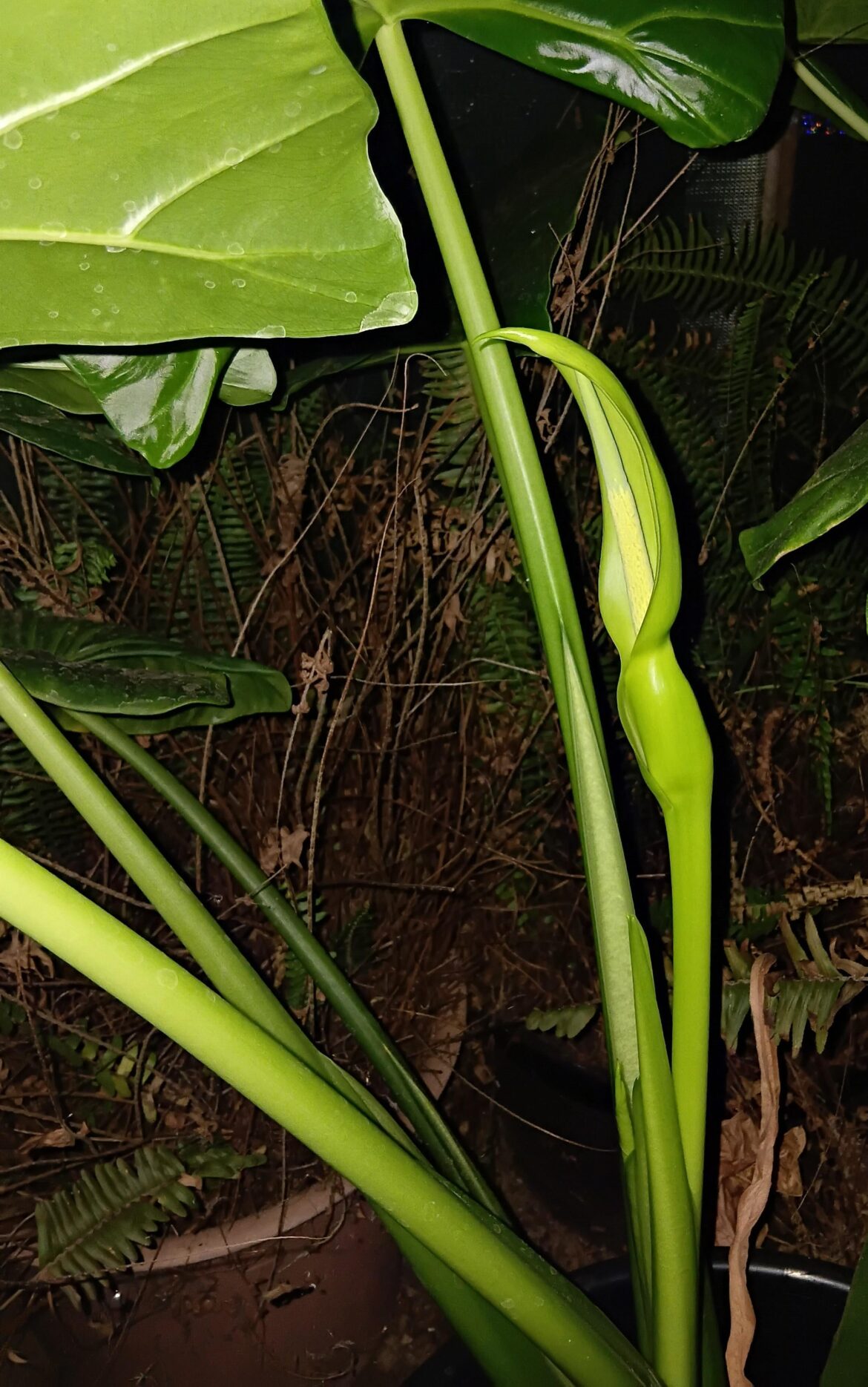 Elephant Ears can flower???