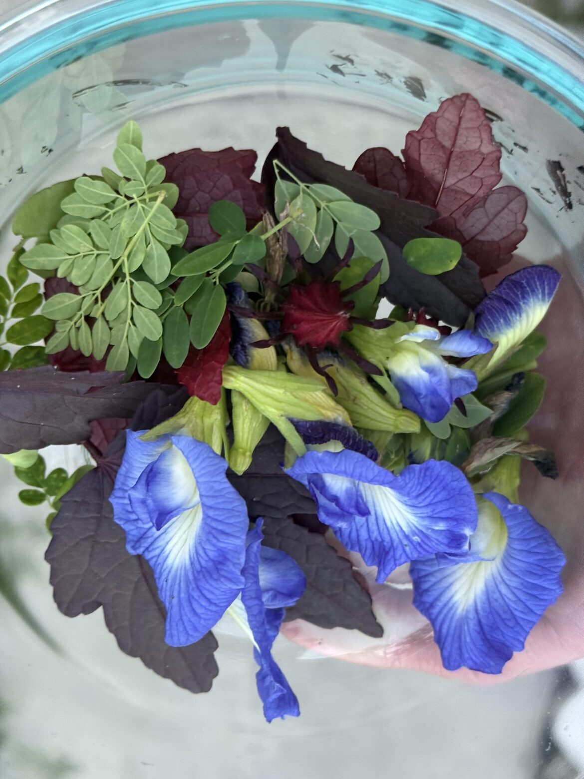 Evening walk in my yard for my wife’s salad