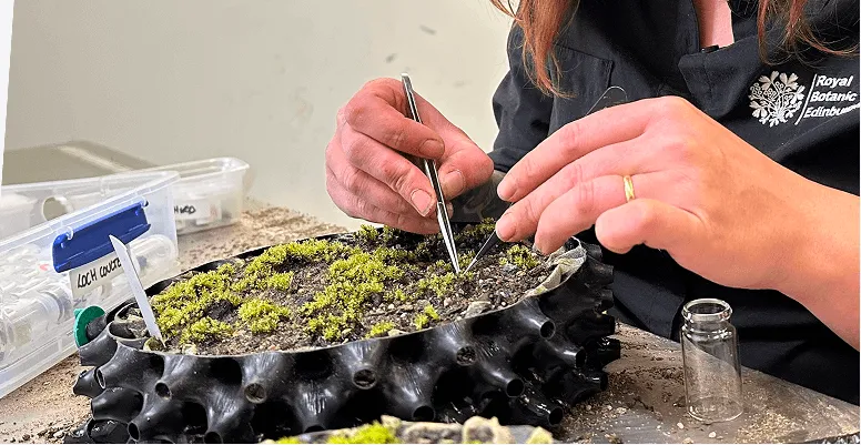 Royal Botanic Garden Edinburgh cultivates rarest moss Royal Botanic Garden Edinburgh cultivates rarest moss