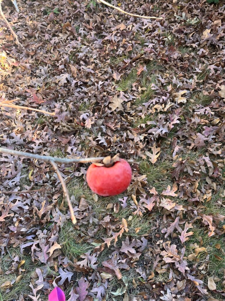 First and only persimmon in nearly seven years