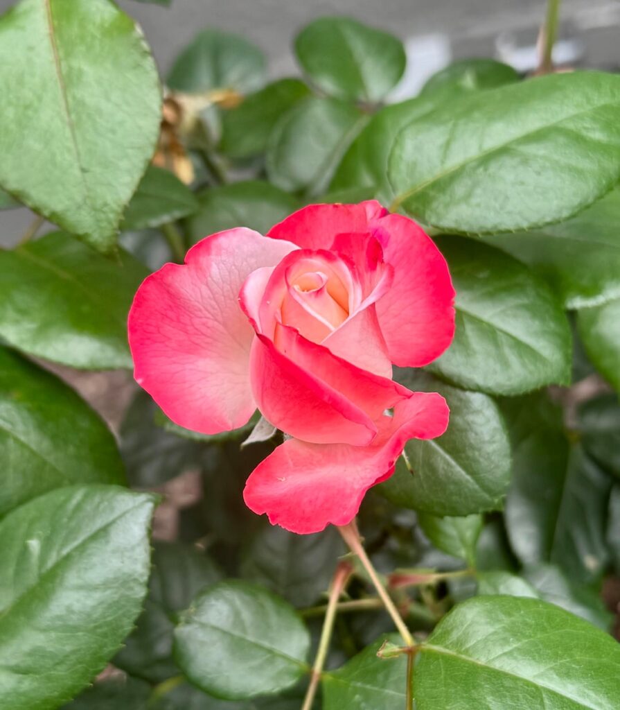 First blooms on my new variegated roses
