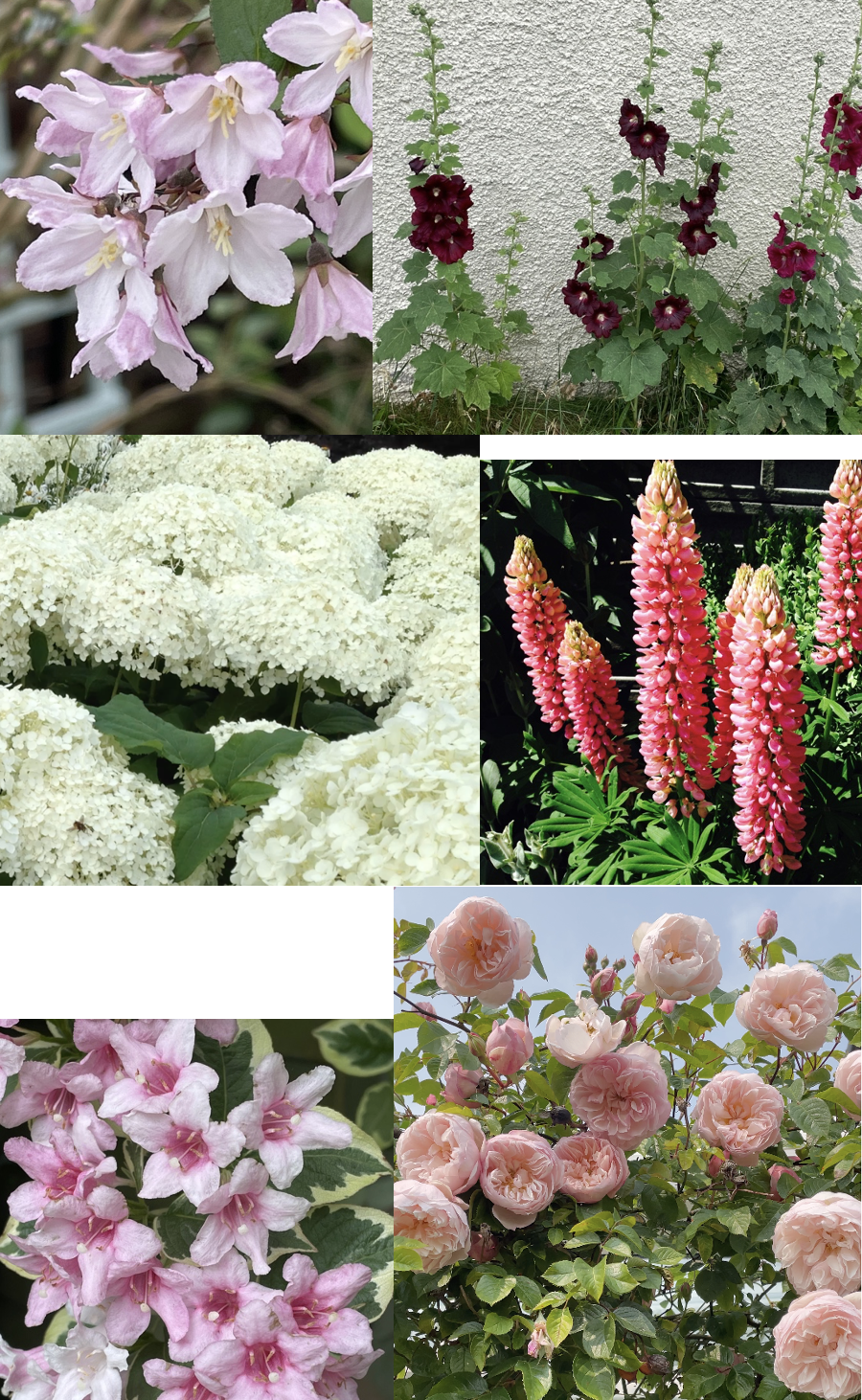 pollinating flowers for front yard