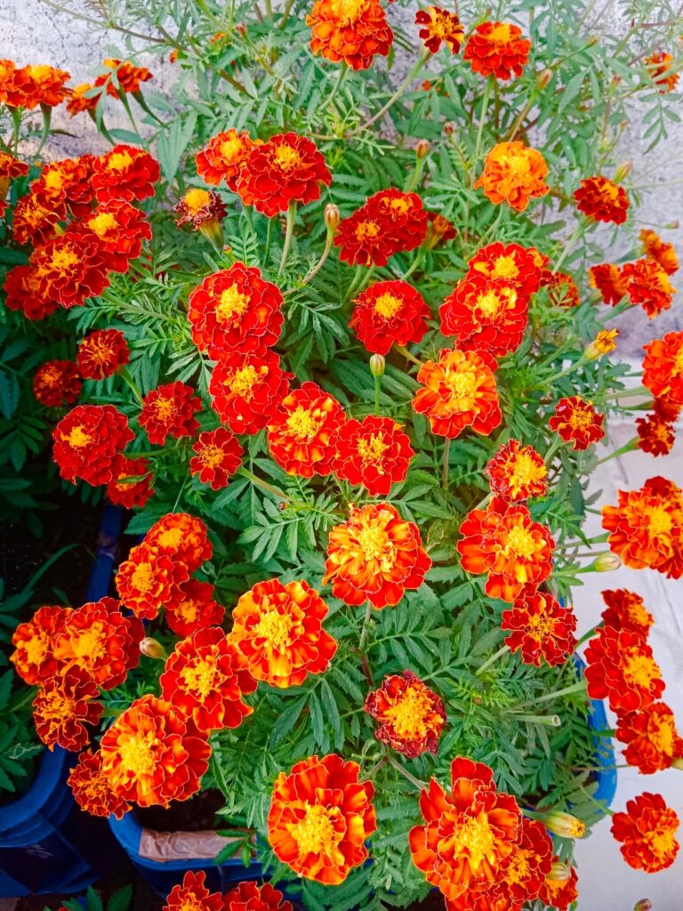 French marigold Scarlet Red variety