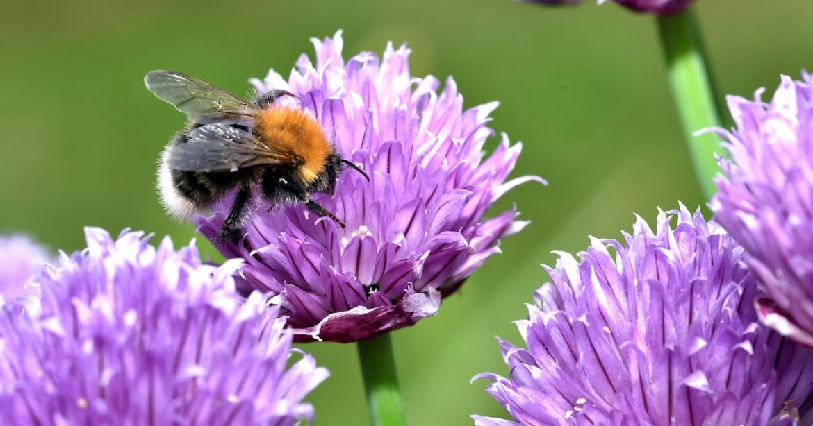 Make your gardening New Year’s resolution a sustainable one – The Irish News