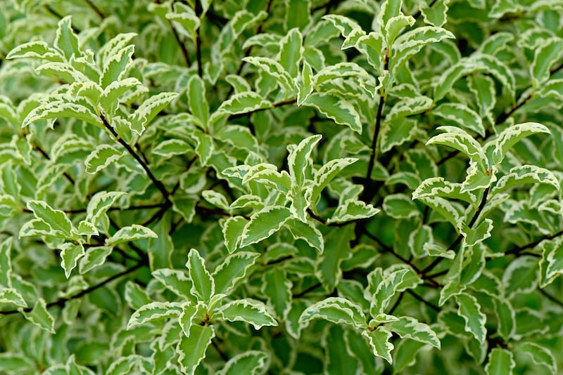 One of the very best plants for home-decorating is Pittosporum tenuifolium, a hardy shrub or small tree that does particularly well in coastal parts of the country. Photograph: Getty