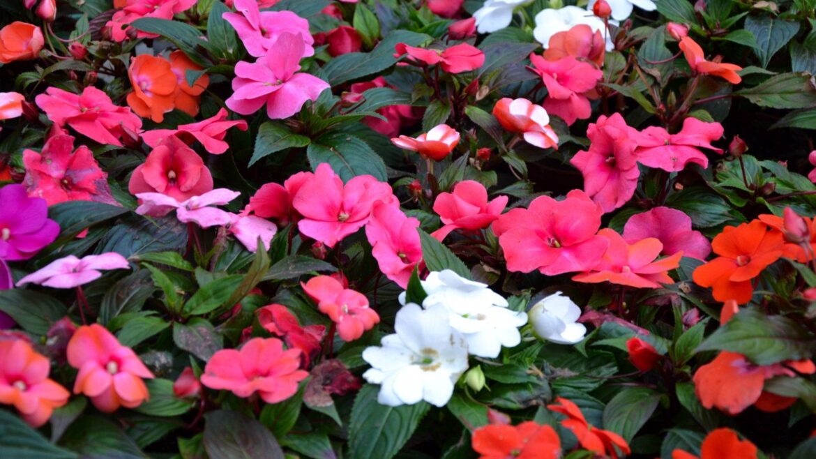 Impatiens flowering in shades of red, pink, and white against dark green foliage