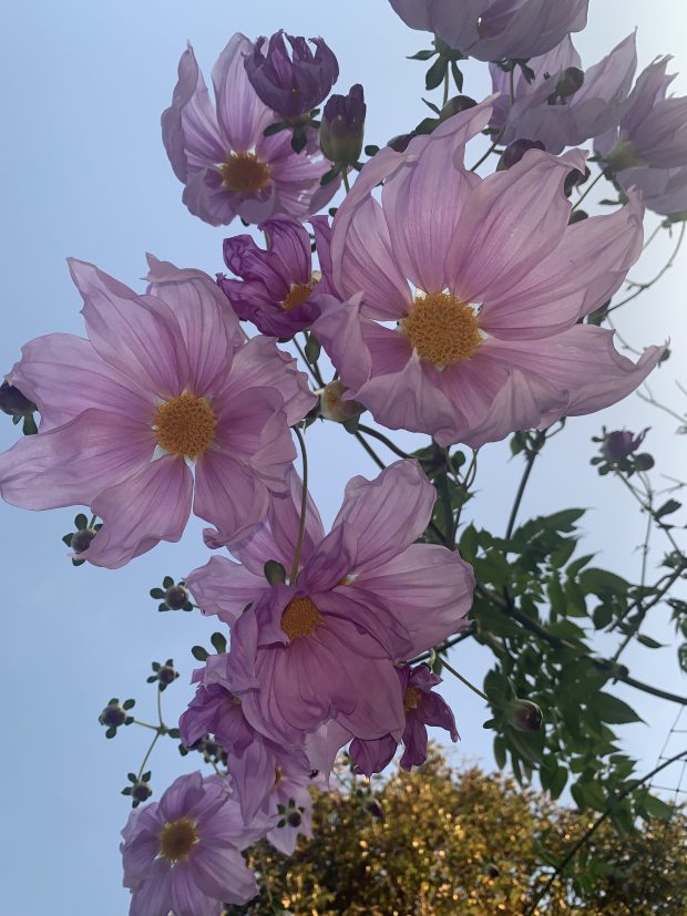 Dahlia imperialis is abloom at the Humboldt Botanical Garden. (Submitted)
