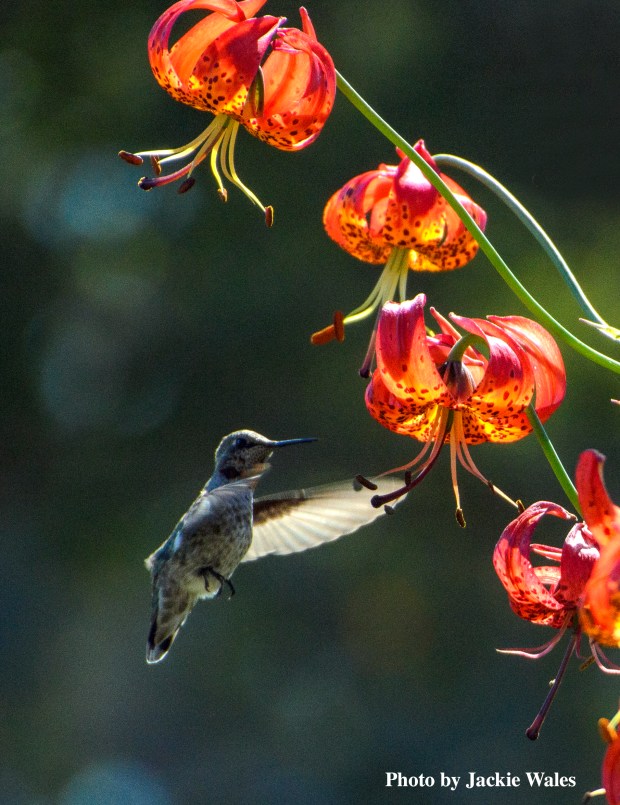 Hummingbirds can be viewed right now at the Humboldt Botanical Garden. (Submitted)