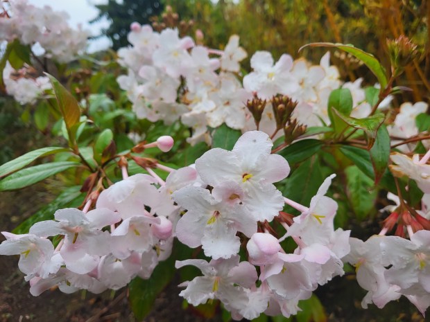 Fragrant Luculia pinceana is pictured in the Moss Family Temperate Woodland Garden at the Humboldt Botanical Garden. (Submitted)