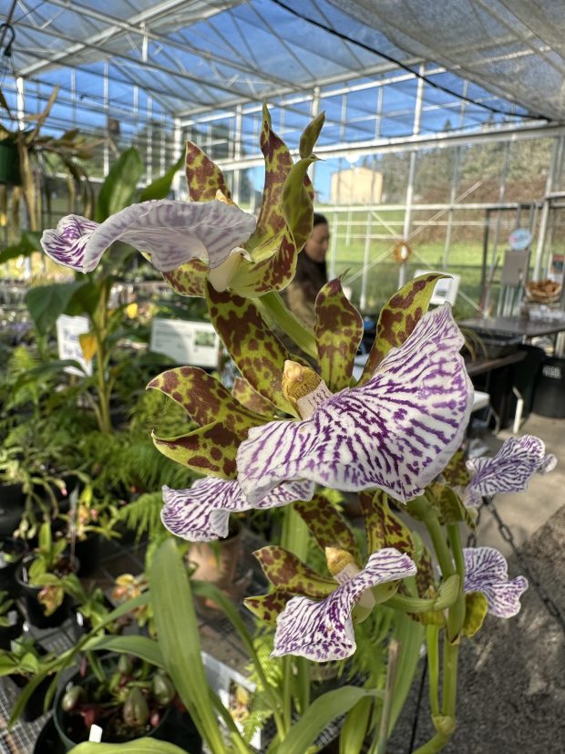 Orchid species are on display in the greenhouse at the Humboldt Botanical Garden. (Submitted)