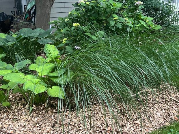 Ornamental grass appears in a mixed garden bed on Long Island, N.Y., on June 8, 2025. (Jessica Damiano via AP)